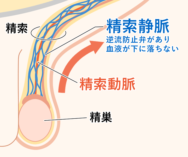 精索静脈：逆流防止弁があり、血液が下に落ちない