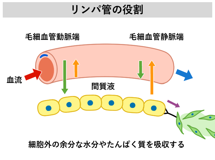 リンパ管の役割