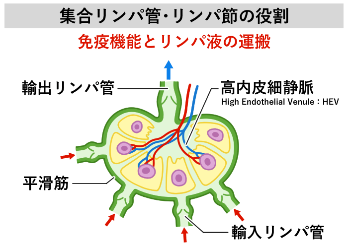 集合リンパ管・リンパ節の役割