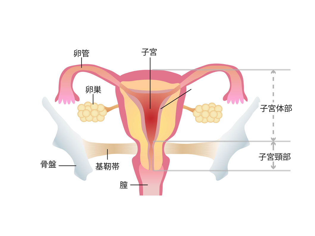 子宮図