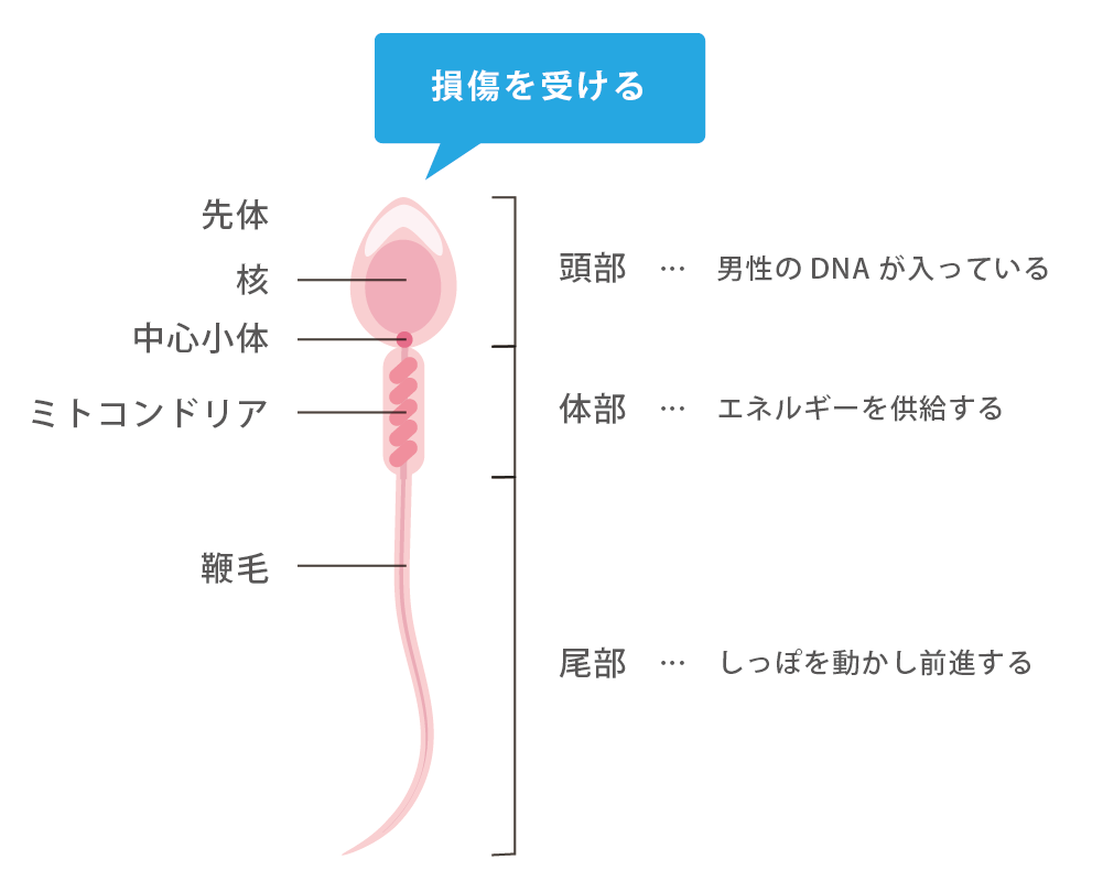 精子 あったかい